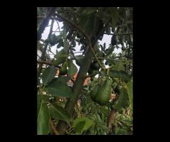 Organic Avocados (Kg)