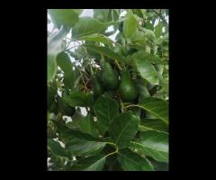 Organic Avocados (Kg)
