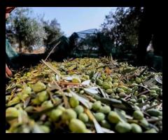 Organic Olive Oil (750ml bottle)