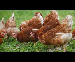 Organic Eggs (6-pack)