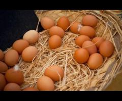 Organic Eggs (6-pack)